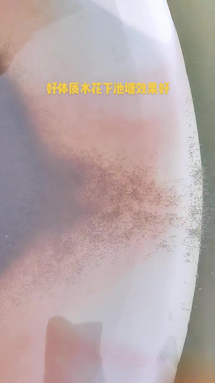 水花鱼苗其实指的就是鱼苗。在人造的流水环境中,通过水温、溶氧以及水质等产生的条件下发育成为