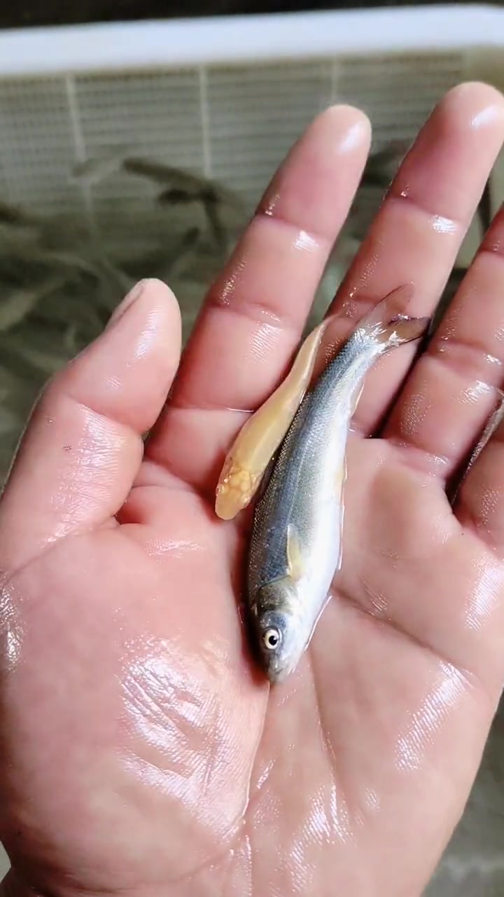 银鳕鱼苗,一年两斤,可长到十斤,建议高密度每亩6千条,大鳞鲃鱼苗别名大鳞鲃鱼、团头魮、锥首