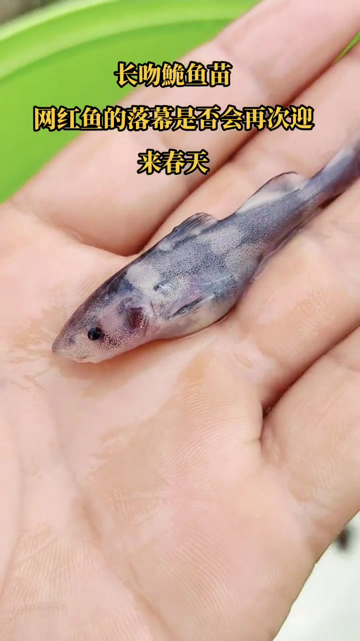 长吻鮠。别名(鮰鱼,江团,肥沱,肥王鱼,淮王鱼)江团鱼苗,江团鱼养殖 水产养殖 增殖放流 