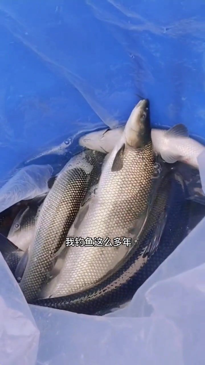 淡水银鳕鱼,又叫大鲮鲃鱼。肉质嫩,生长快,抗病强,简单好养。四川银鳕鱼,一年两斤,建议高密