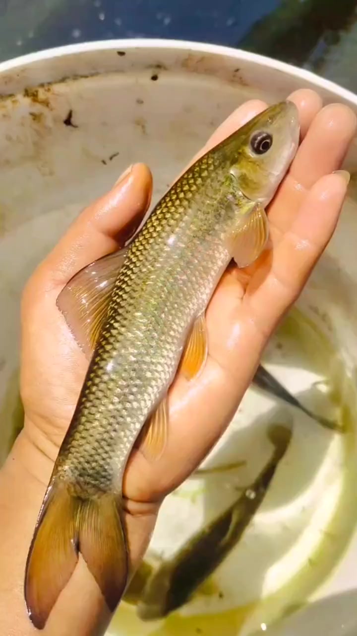 华鲮鱼苗(青龙棒鱼苗)沉香鱼鱼苗)生长较缓慢,一般个体为1-2公斤,最大个体可达5公斤,在