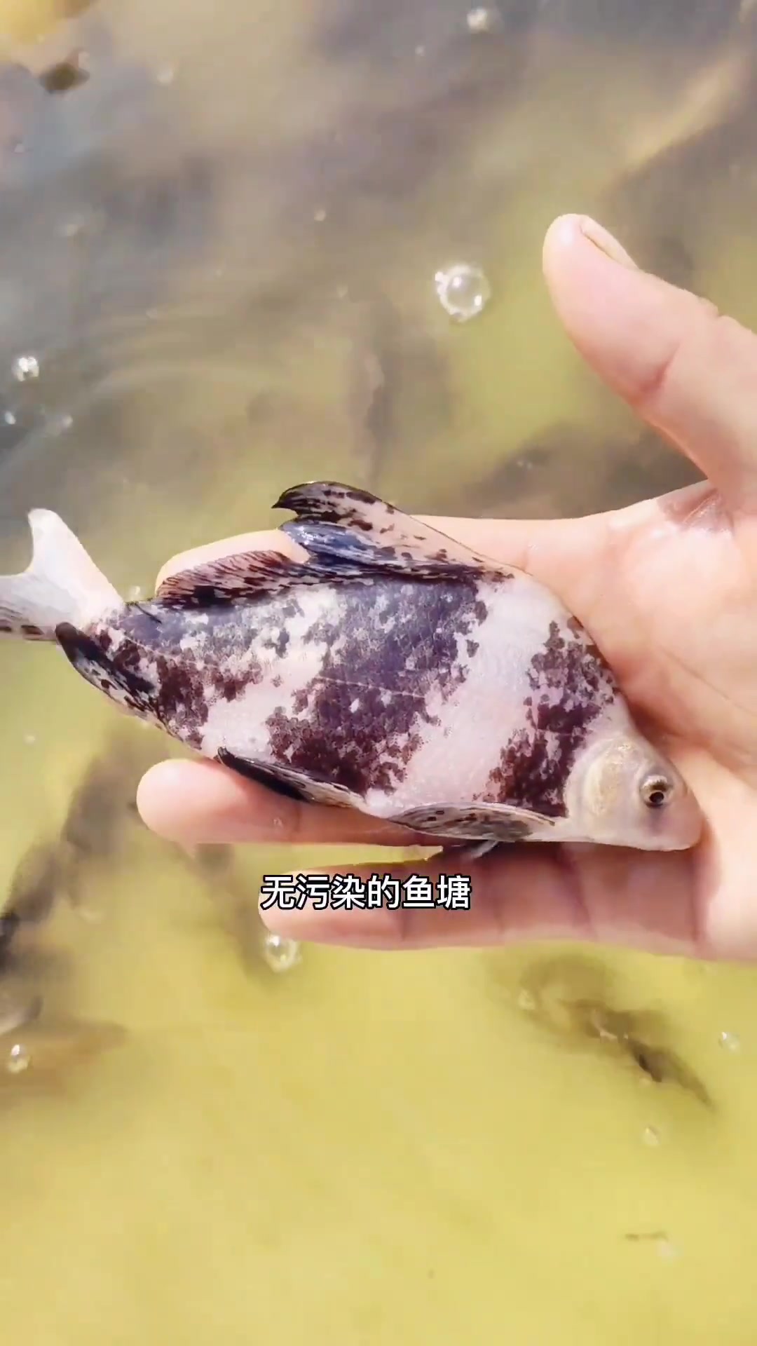 保护国家保护动物人人有责,人工繁育延续易危品种,胭脂鱼苗又名火烧鳊,一帆风顺鱼等,养殖胭脂