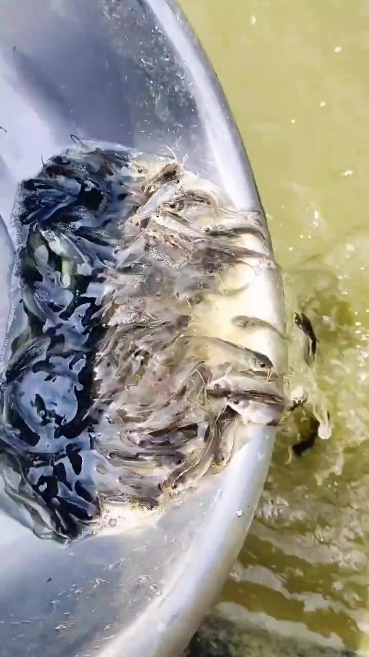 叉尾鮰鱼苗、4-7公分,活力非常好,又名鮰鱼苗,沟鲶、钳鱼苗、美洲鲶,清江鱼苗。梭边鱼苗等