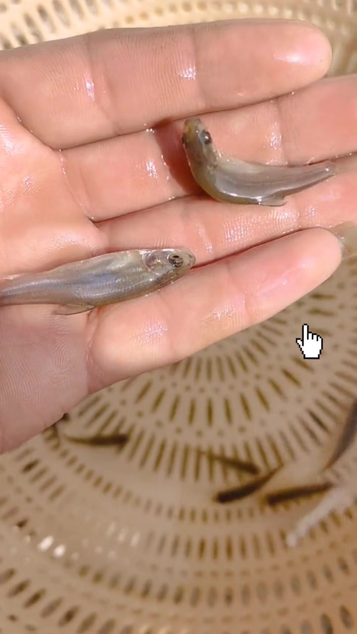 齐口裂腹鱼苗别名雅鱼苗、齐口、细甲鱼苗、齐口细鳞鱼苗四川省雅安市特产。雅鱼是生长在雅安的名