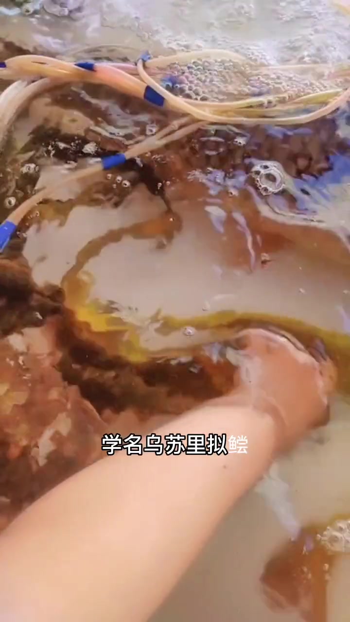 牛尾巴鱼苗,学名乌苏里拟鲿。水底层鱼类,杂食性鱼,正宗的牛尾巴鱼,肉质细嫩,味道鲜美,18