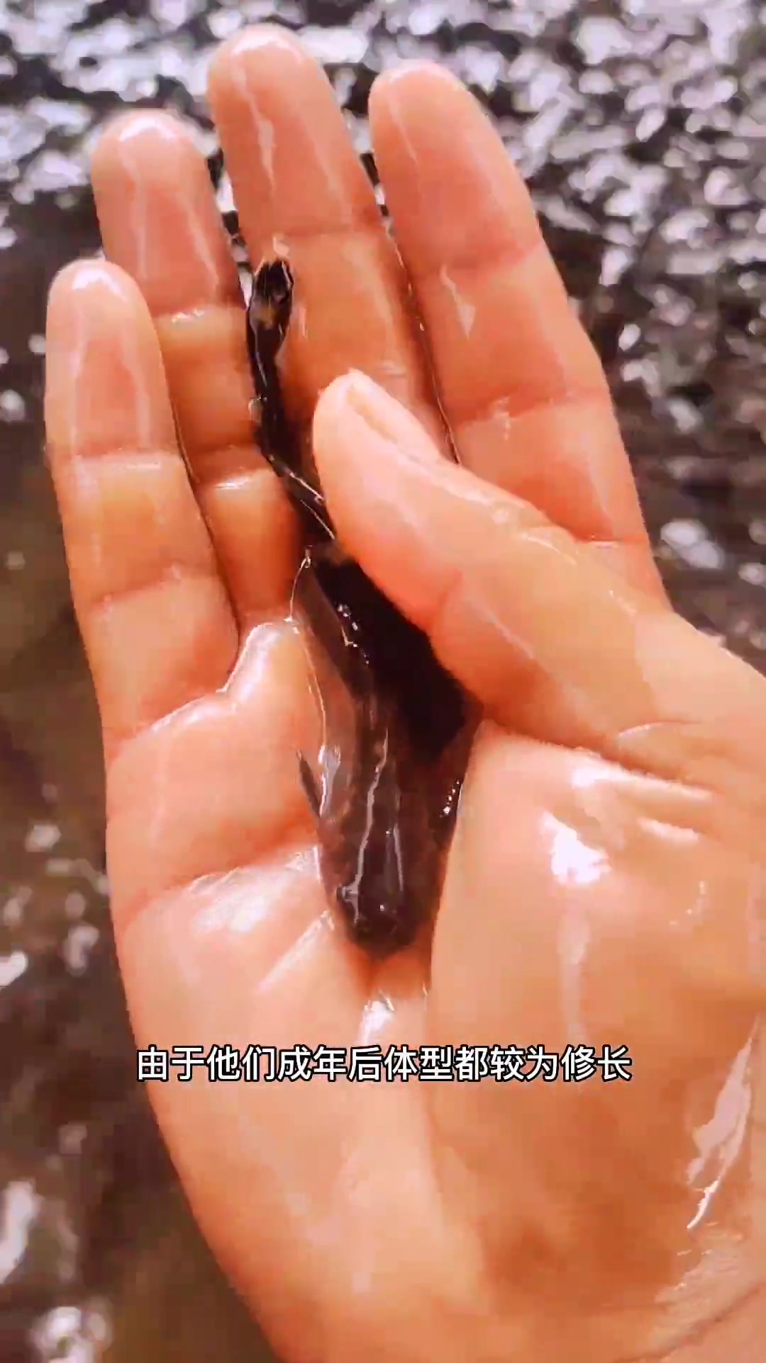 牛尾巴鱼苗,学名乌苏里拟鲿。颜色鲜艳有活力,底层鱼类,杂食性,体型修长颜色偏黄 牛尾巴鱼 