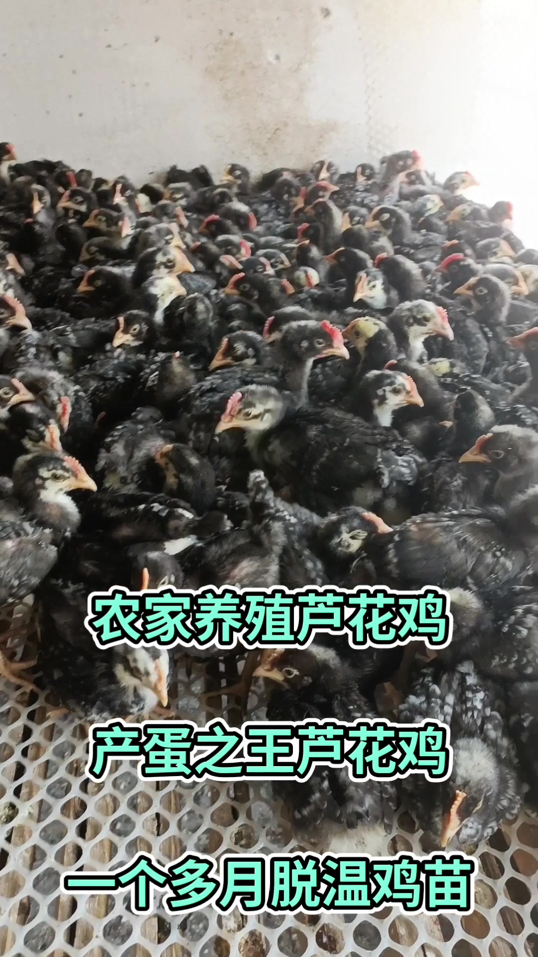 农家养殖芦花鸡,产蛋之王芦花鸡,一个多月脱温鸡苗