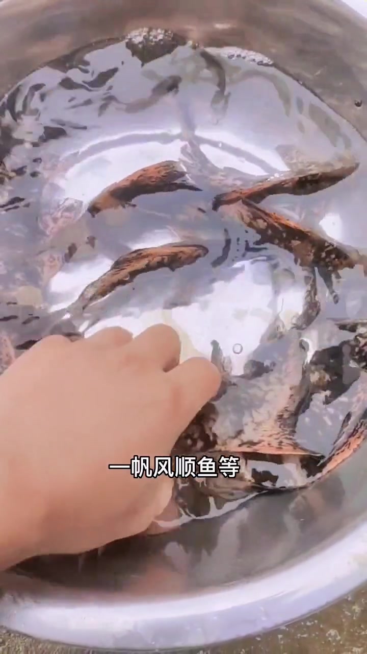 玩转淡水鱼之胭脂鱼 水产养殖 胭脂鱼 最美原生鱼 增值放流 胭脂鱼苗