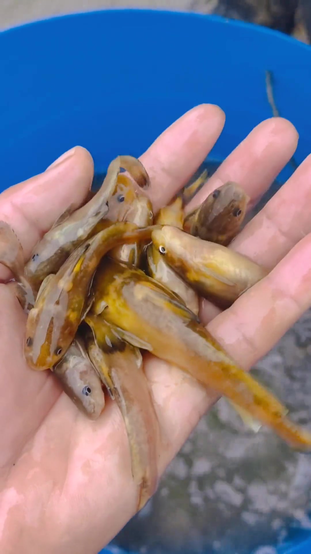 黄河拟鲿又称牛尾巴鱼,浑身金黄,黄河流域野生鱼。肉质细腻,味道鲜美,养殖效益好。高密度养殖