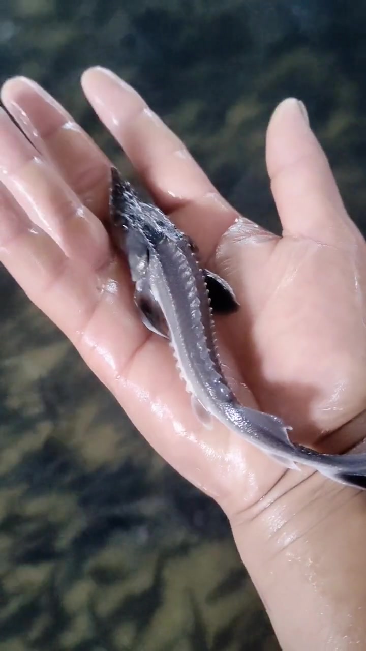 漂亮的鲟鱼苗,又叫鲟龙鱼。鲟鱼属于冷水鱼,适合山泉水河水冷水养殖,底层鱼类,杂食性鱼苗,一