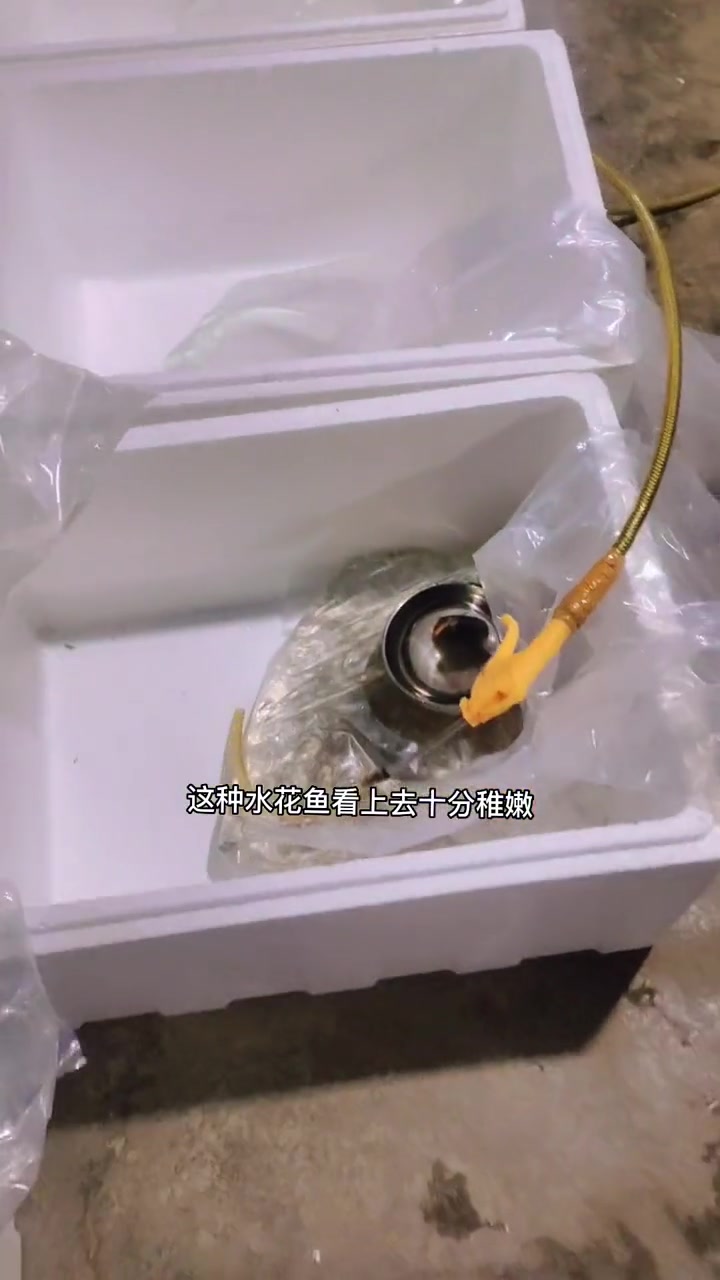 黄颡鱼苗水花,黄辣丁水花,黄骨鱼水花。体质好,活率高。三农 鱼苗养殖 黄辣丁养殖 黄颡鱼养