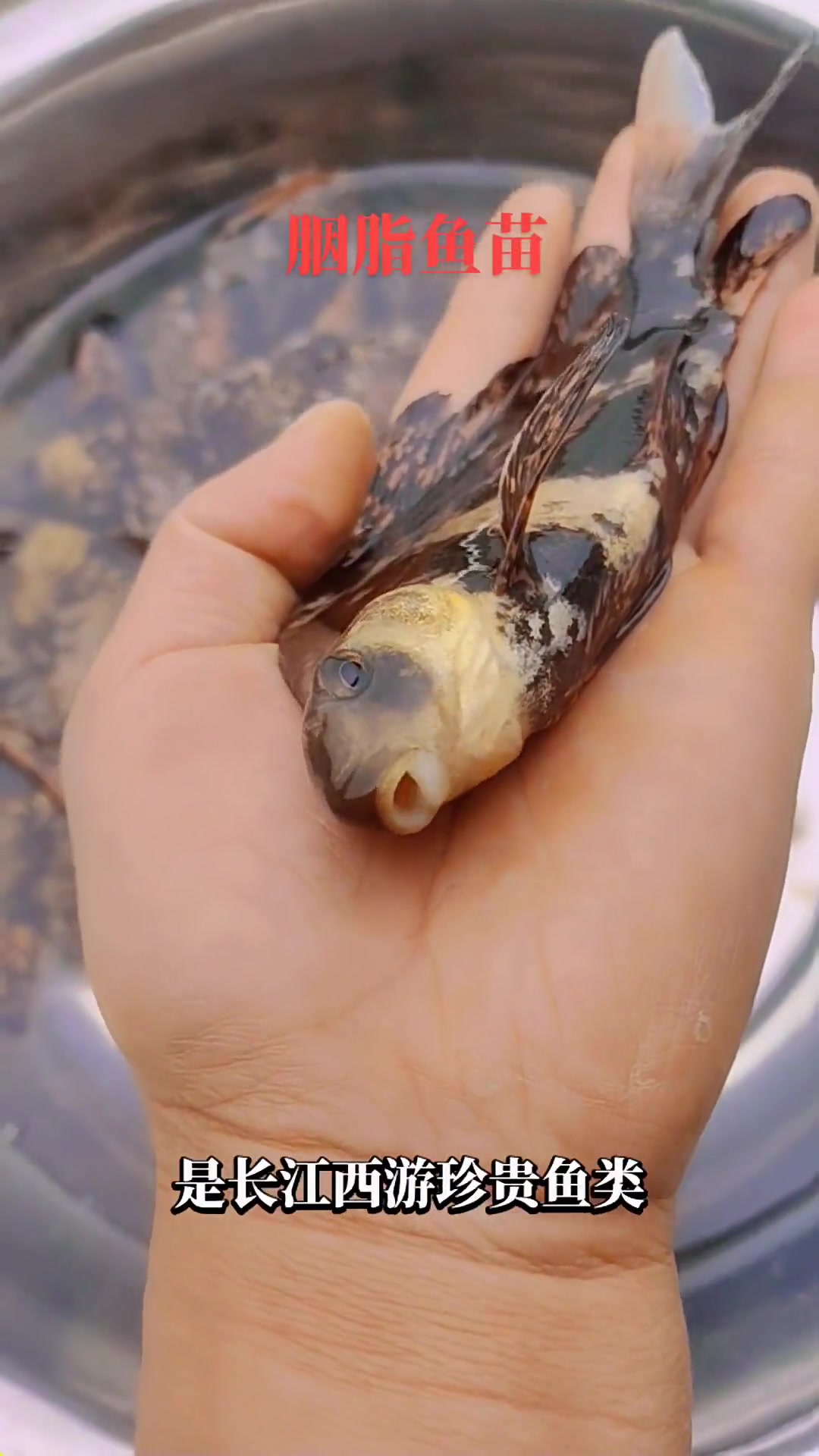 胭脂鱼苗又名火烧鳊,一帆风顺鱼。养殖胭脂鱼效益好,是鱼塘水库套养的最佳选择。特种水产养殖 