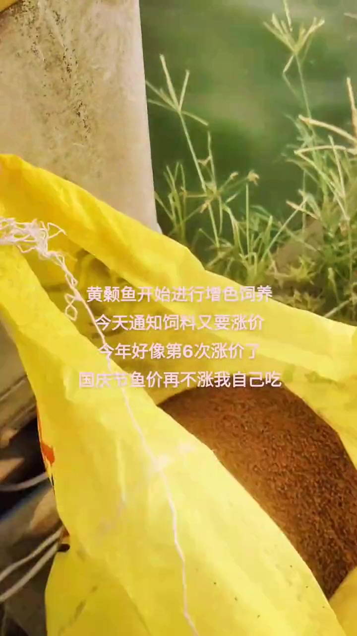 黄颡鱼又叫黄辣丁,黄骨鱼。当年养当年卖,4-5个月就能上市。味道鲜美,营养价值很高。三农 