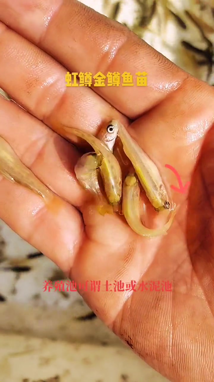 虹鳟鱼苗。七色鱼(金鳟鱼苗、淡水三文鱼、虹鲑) 虹鳟鱼具有生长周期短,肉质好,养殖效益好的