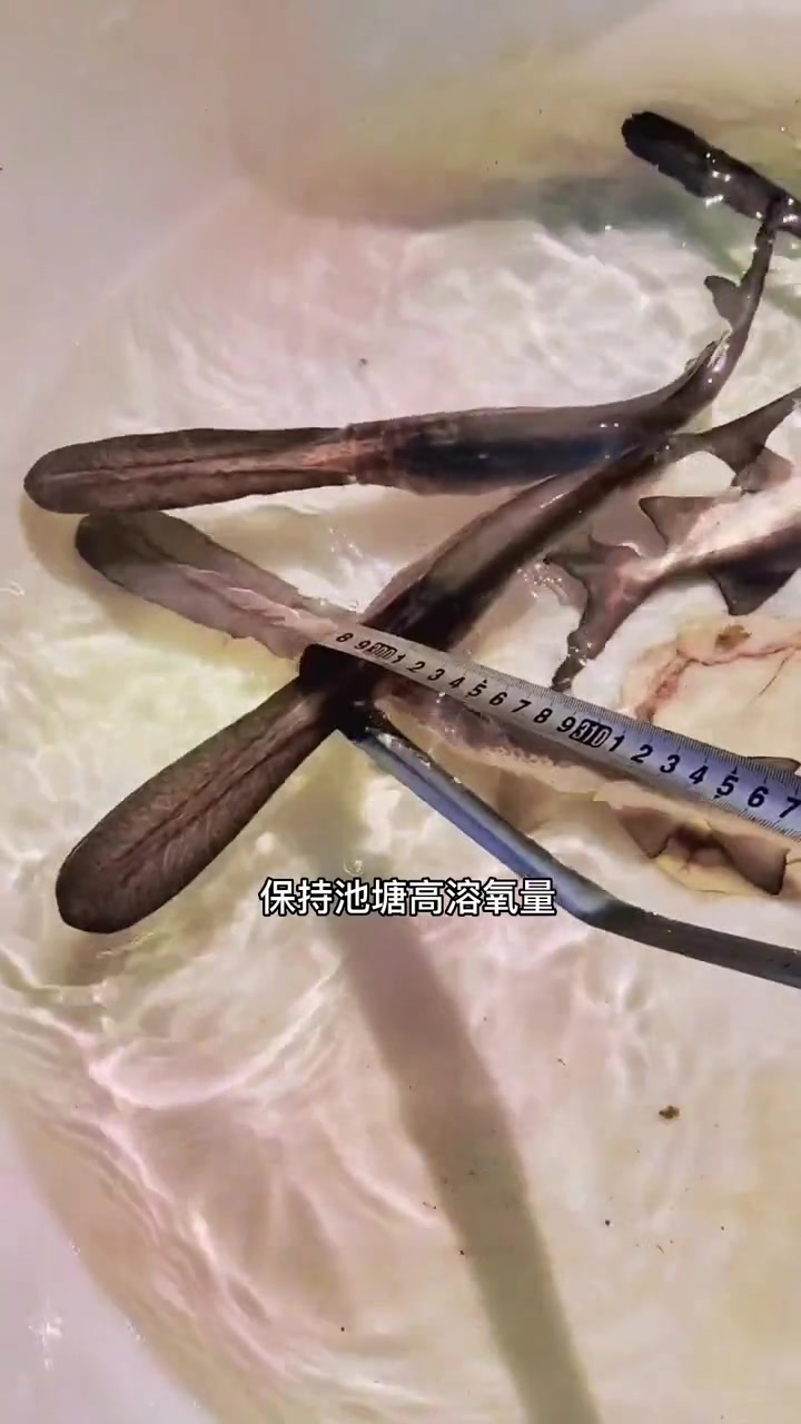 鸭嘴鱼苗30厘米+,一年可长3到4斤,和花鲢习性比较相似,普通鱼塘,水库均可养殖。鸭嘴鱼养
