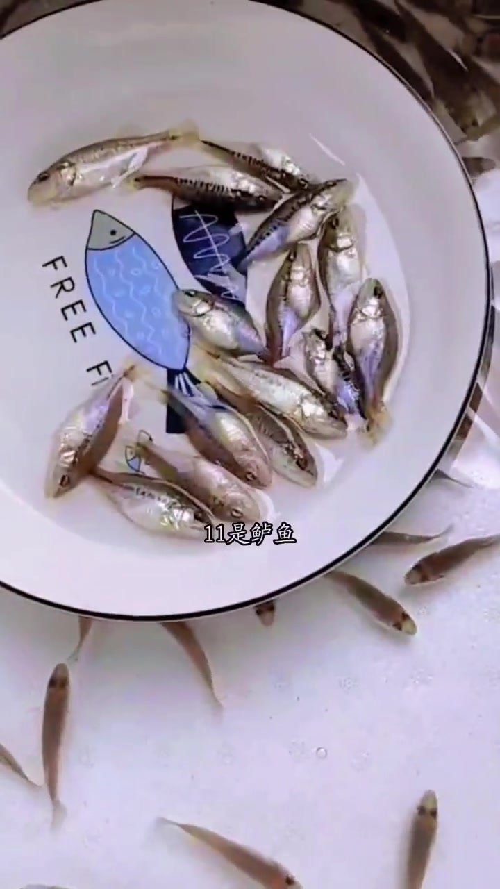 渔场主要养殖品种有锦鲤鱼苗,黄颡鱼苗,鲟龙鱼苗,鸭嘴鱼苗,鲈鱼苗,叉尾鮰鱼苗,牛尾巴鱼苗,