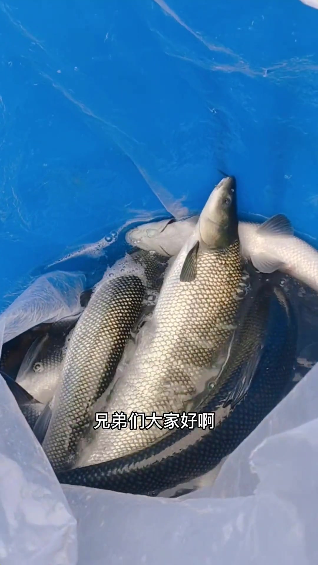 银鳕鱼苗,主要吃水里的青苔,水草,浮萍,一年可长两斤左右,耐低氧,易养活 银鳕鱼苗 养鱼 