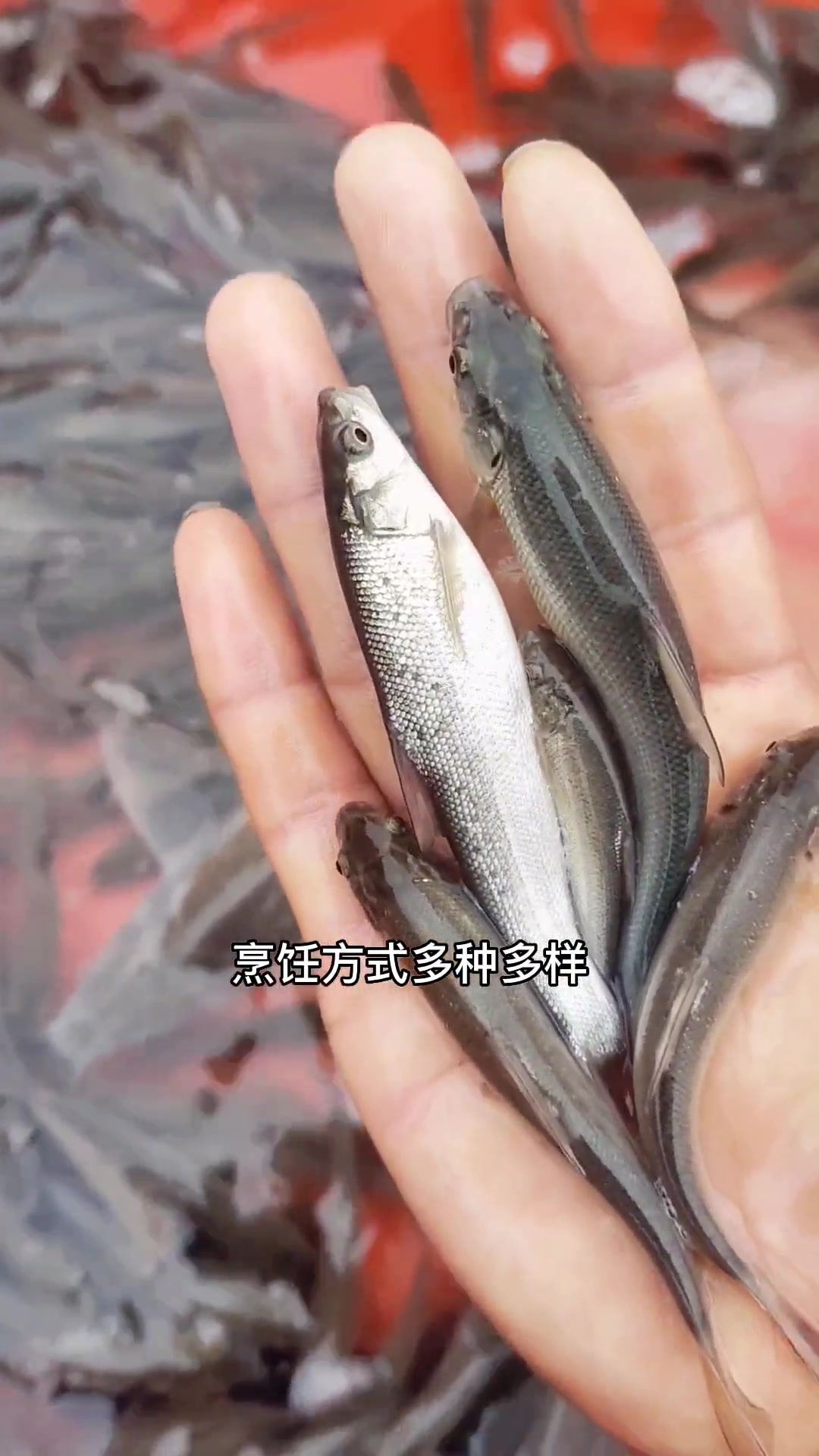 淡水银鳕鱼不是银鳕鱼!它们的价格相差10倍以上,其实它叫大鳞鲃鱼。淡水银鳕鱼,又叫大鲮鲃鱼