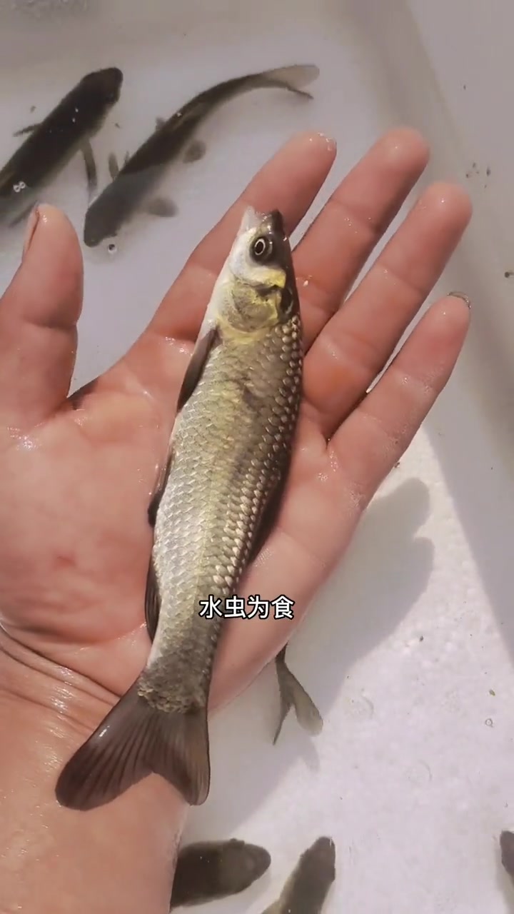 精品青鱼苗,又叫“螺丝青”吃螺丝能手,超级能吃,一年能长10斤,一亩水面放200尾。易成活