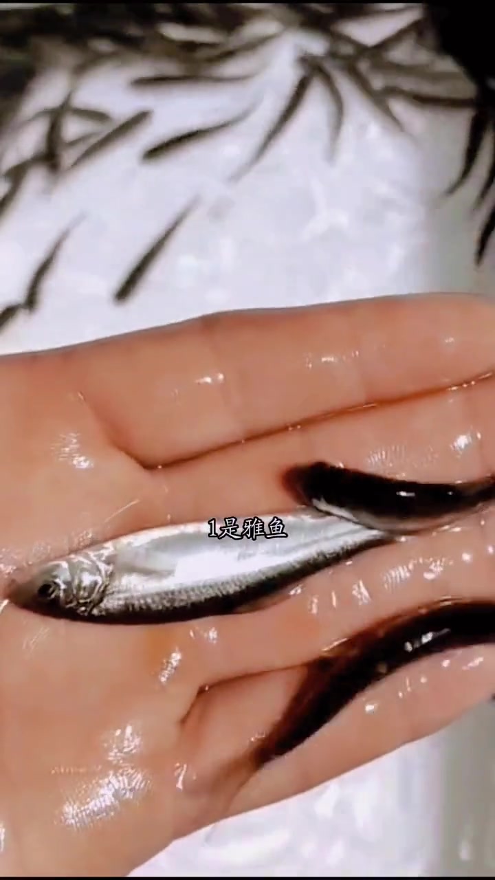 渔场主要养殖品种有雅鱼苗,江团鱼苗,银鳕鱼苗,金沙鲈鲤鱼苗,胭脂鱼苗,青波鱼苗 三农 鱼苗