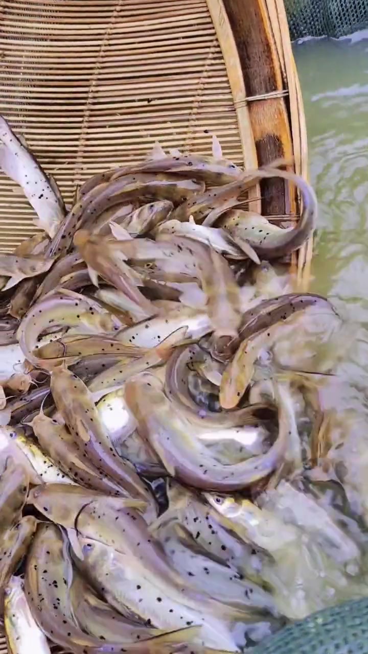 斑点叉尾鮰高营养食用鱼种,非常符合现在人们营养摄入需求,无鳞无刺非常美味!叉尾鮰养殖 鮰鱼