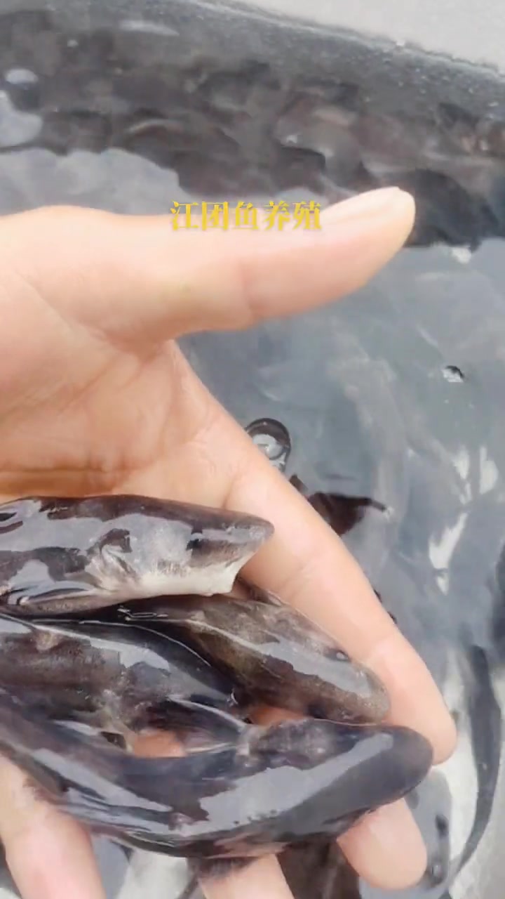 长吻鮠。别名(鮰鱼,江团,肥沱,肥王鱼,淮王鱼)江团鱼苗,江团鱼养殖 水产养殖 增殖放流 