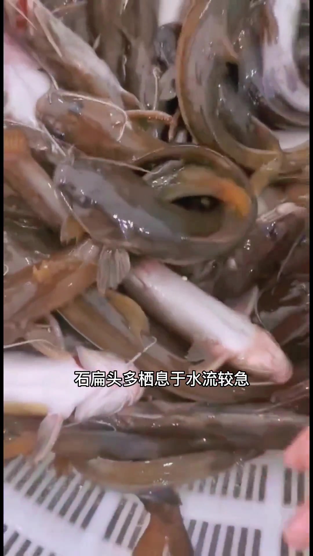 农村这种叫“石扁头”的鱼,你认识吗?以前很多,如今价格昂贵,很稀罕。石扁头,学名大鳍鳠,又
