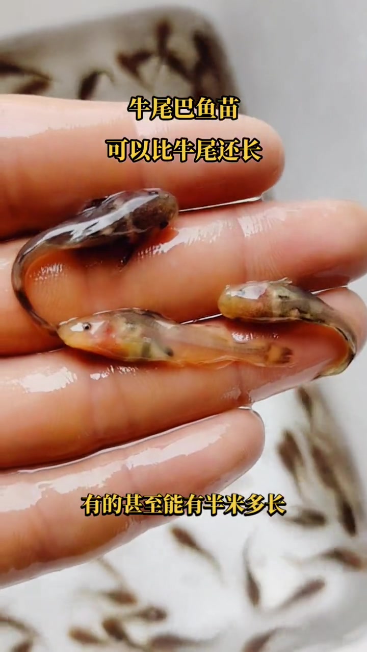 乌苏里拟鲿鱼苗(乌苏里鮠,牛尾巴鱼苗,黄昂子鱼苗)牛尾巴鱼苗 增殖放流 牛尾巴鱼 鱼 鱼苗