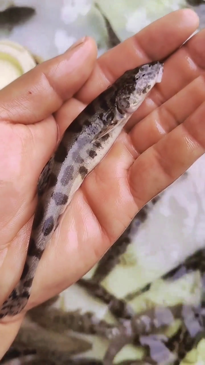 拟鲶高原鳅,又叫老虎鱼,狗鱼。属于极度濒危鱼种!经过人工繁育后可大面积养殖。使用饲料进行饲