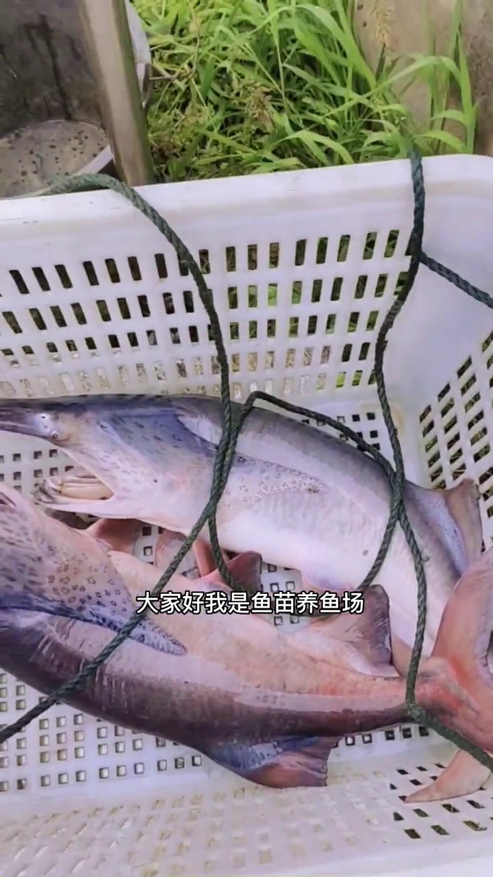鸭嘴鲟,学名美国匙吻鲟,是美国特有的一种经济淡水鱼类,它与我国中华鲟一样,属世界珍惜鱼类!