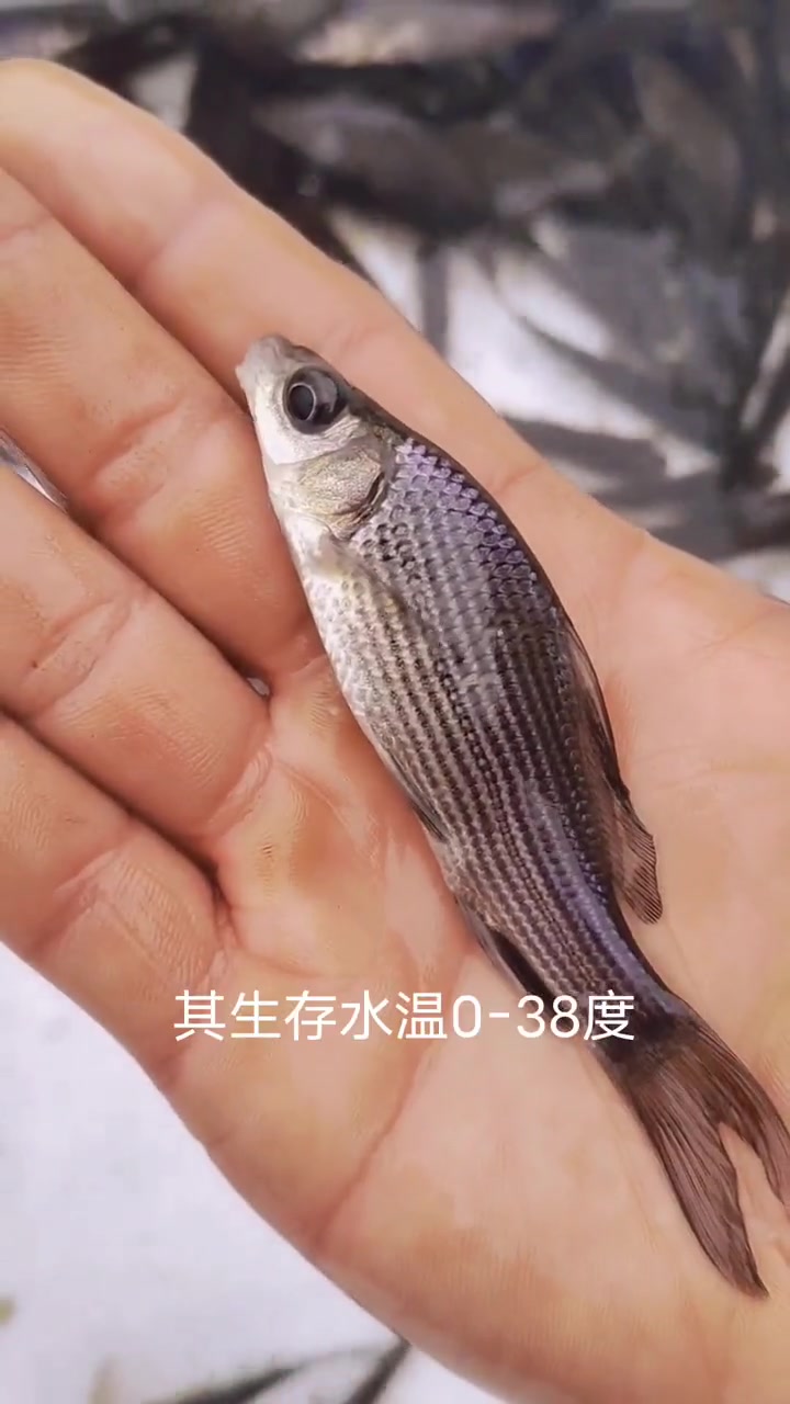 岩原鲤,长江特有的高价值鱼类,现已列为国家二级保护动物。人工繁育延续易危品种!岩原鲤鱼苗俗