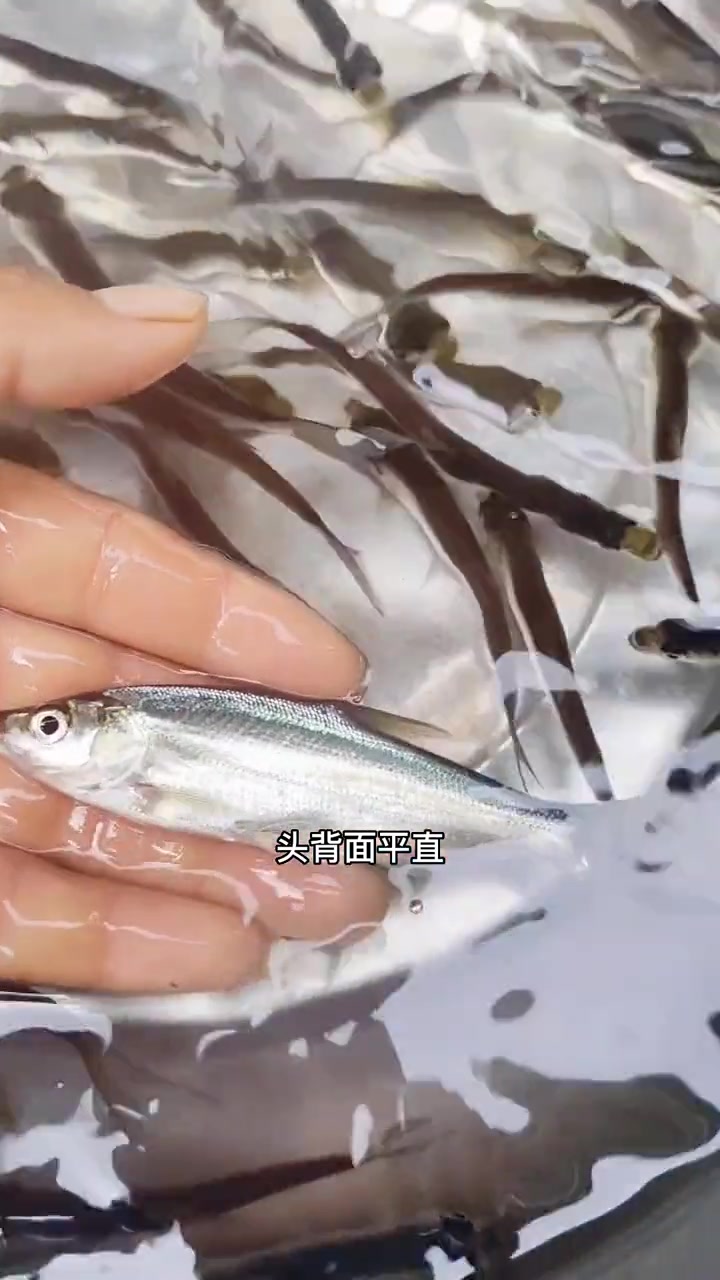 米级翘嘴鱼苗,也叫白鱼,撅嘴鲢子,体型较大,体细长,呈柳叶型。专吃鱼塘小鱼小虾,行动迅猛,