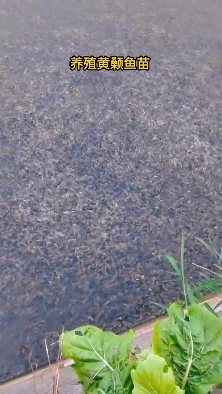 黄颡鱼苗,适合水库,鱼塘,网箱养殖,生长速度快,肉质鲜美 黄颡鱼养殖 黄辣丁鱼苗 三农 黄