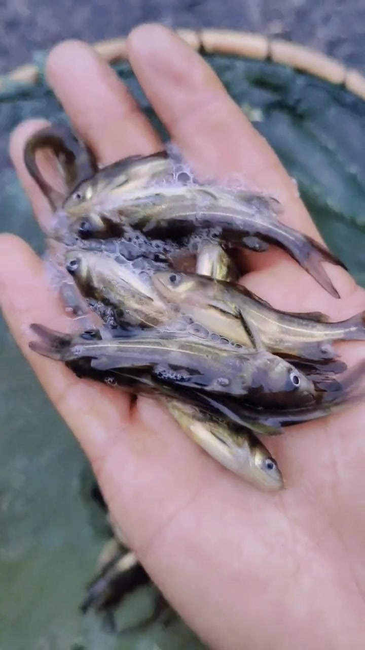 黄颡鱼苗,又叫黄辣丁鱼苗、黄骨鱼苗,只有一根独刺,肉质细嫩,你知道这种鱼吗?三农 最美原生