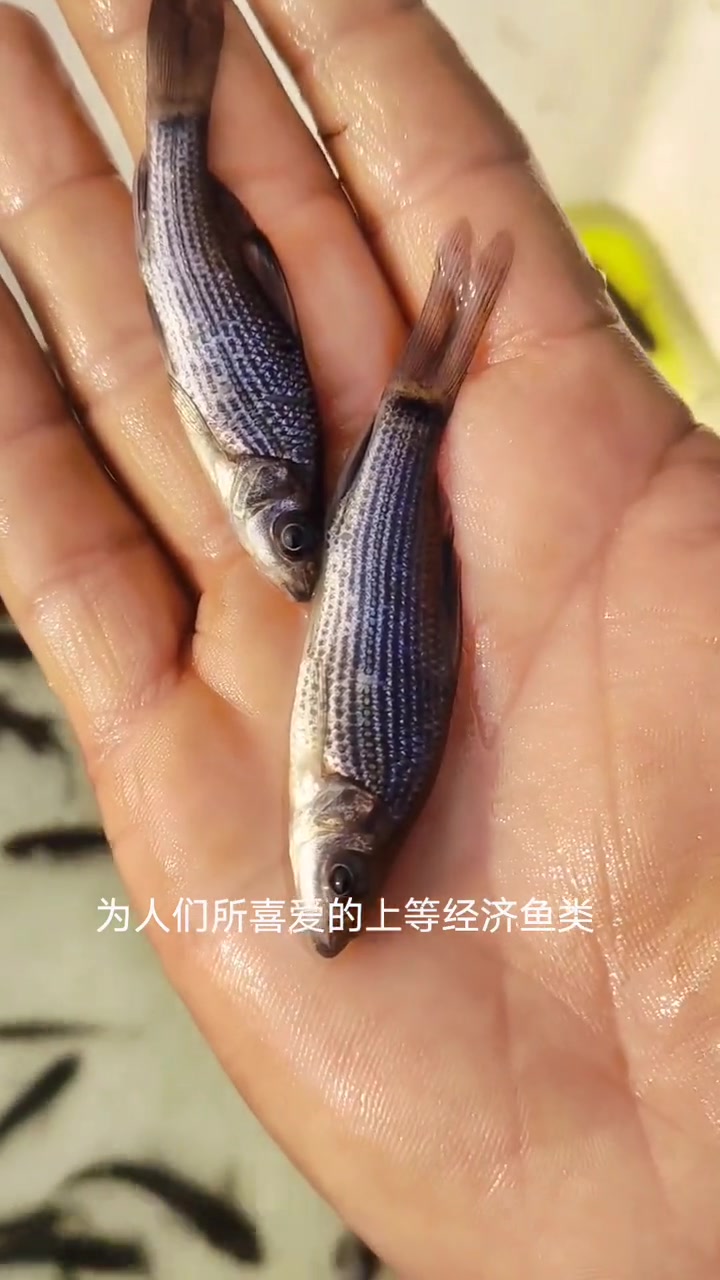 岩原鲤,长江特有的高价值鱼类,现已列为国家二级保护动物。人工繁育延续易危品种!岩原鲤鱼苗俗
