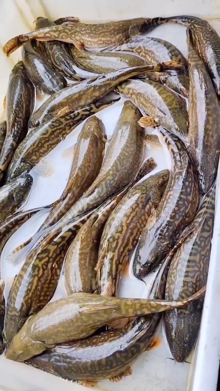 拟鲶高原鳅,又叫老虎鱼,狗鱼。属于极度濒危鱼种!经过人工繁育后可大面积养殖。使用膨化饲料进