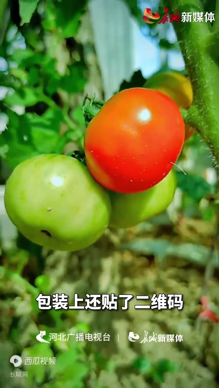 主题教育在身边:“净菜入京” 河北提速