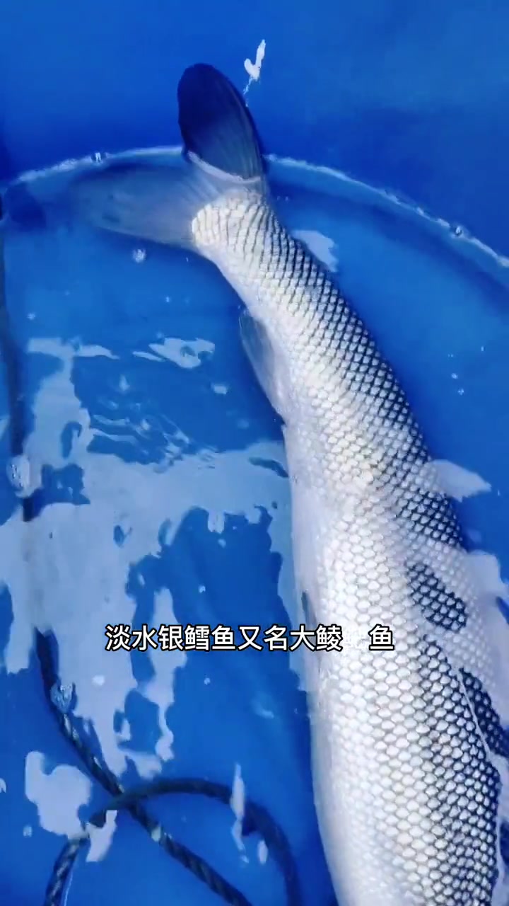 淡水银鳕鱼不是银鳕鱼!它们的价格相差10倍以上,其实它叫大鳞鲃鱼。又叫淡水银鳕鱼,生长快,