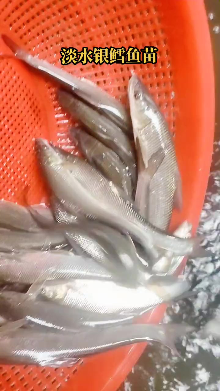 淡水银鳕鱼苗,食浮漂,水草,菜叶子,可投喂饲料,谷类,豆类,和草鱼生活习性相似。四川银鳕鱼