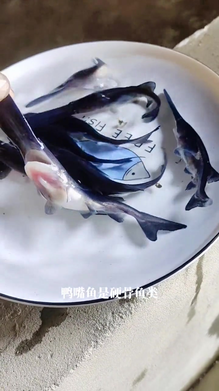 鸭嘴鱼鱼苗,一年可长3斤,最大可长50斤,和花鲢习性比较相似,普通鱼塘,水库均可养殖 水产
