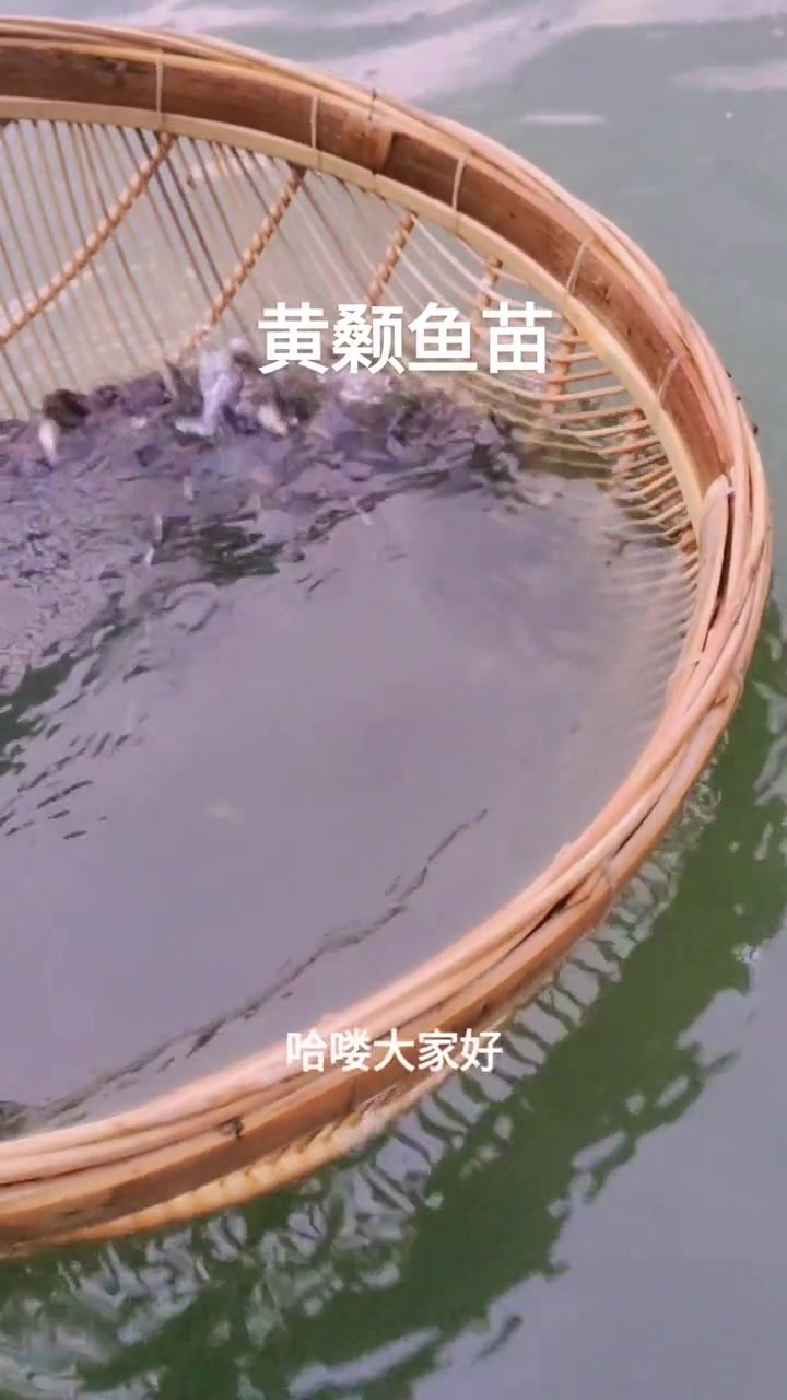 黄颡鱼苗,适合水库,鱼塘,网箱养殖,生长速度快,肉质鲜美 黄骨鱼养殖 黄颡鱼养殖 黄辣丁养