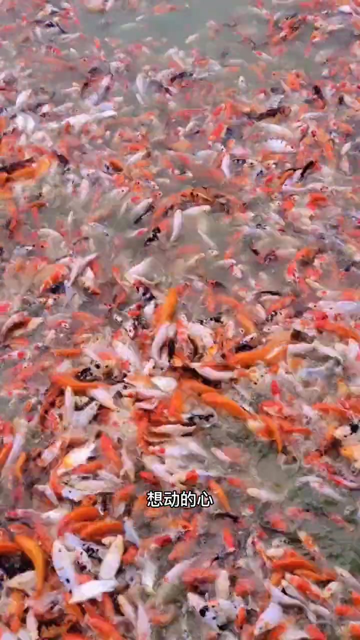 好运锦鲤,见者好运!这样的大可爱你也想养一条吗?红白锦鲤 锦鲤 观赏鱼 锦鲤鱼苗 水族 最