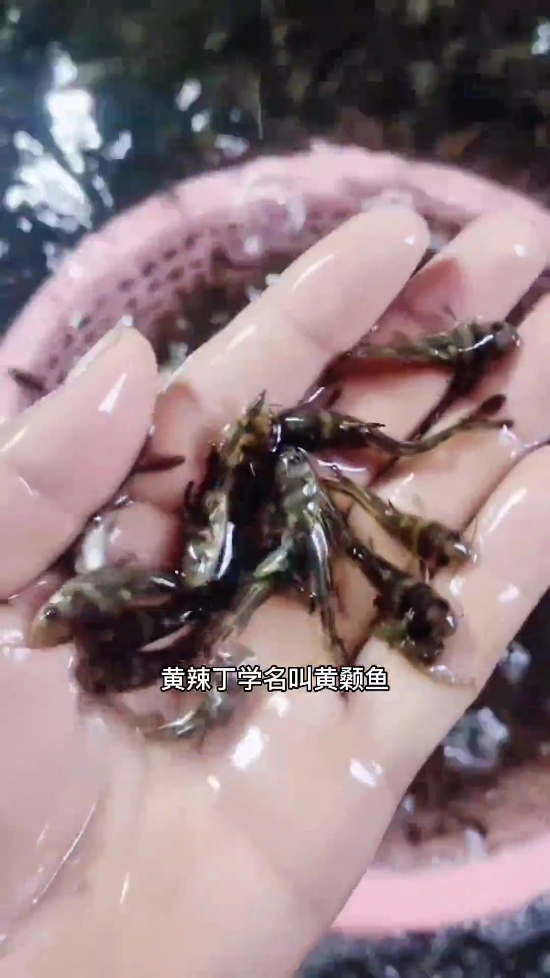 要说适合孩子吃的鱼,黄辣丁鱼是首选,刺少肉鲜营养好。黄辣丁鱼学名叫黄颡鱼、也叫黄骨鱼,只有