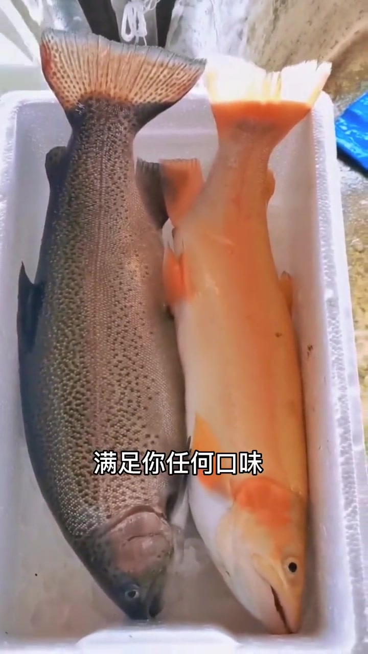 虹鳟鱼苗。又叫七色鱼(金鳟鱼苗、淡水三文鱼、虹鲑) 虹鳟鱼具有生长周期短,肉质好,生活在低
