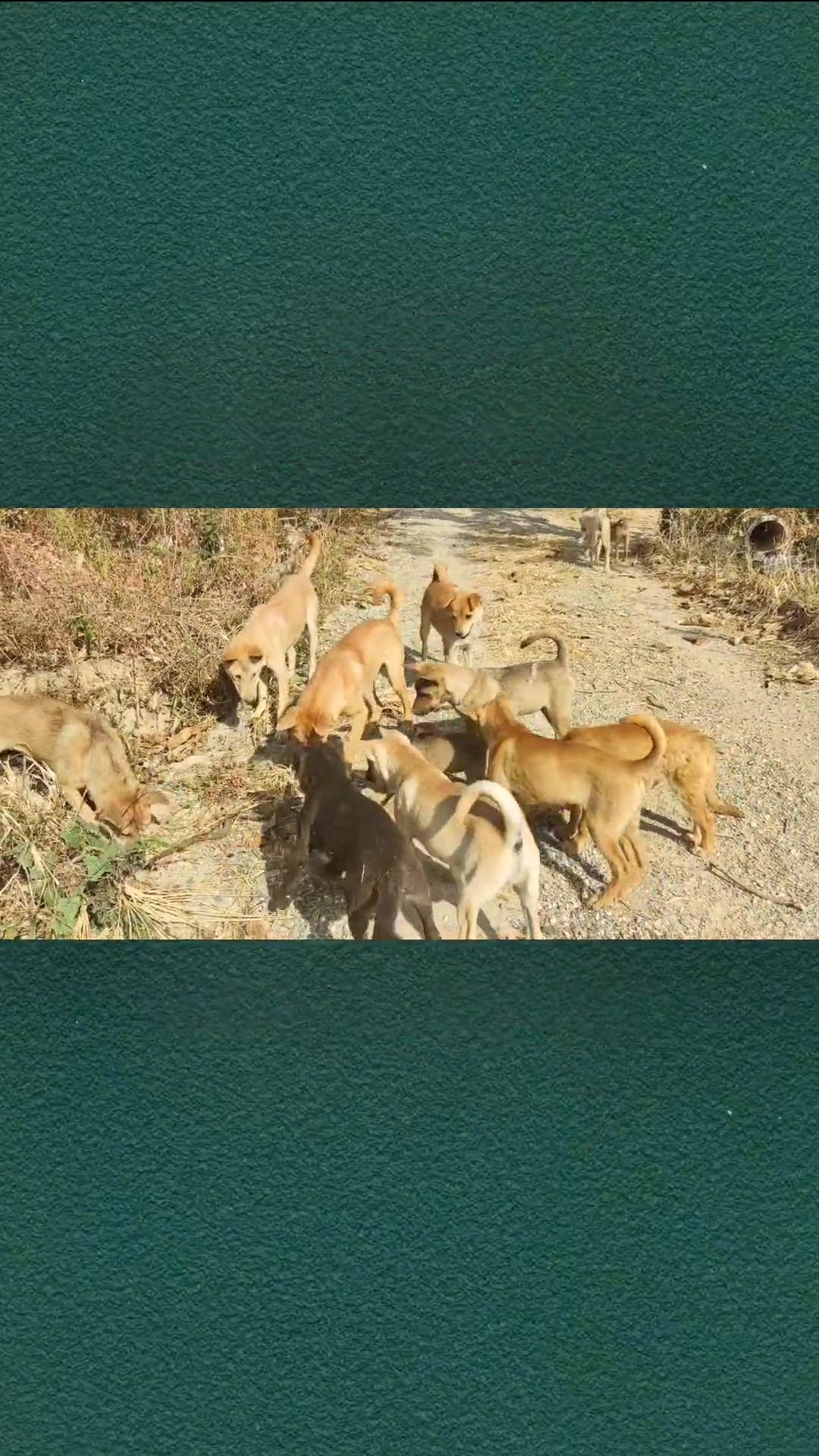 (大叔说养狗)狗蹭屁股的解决方法 萌宠 狗狗 宠物知识 养狗