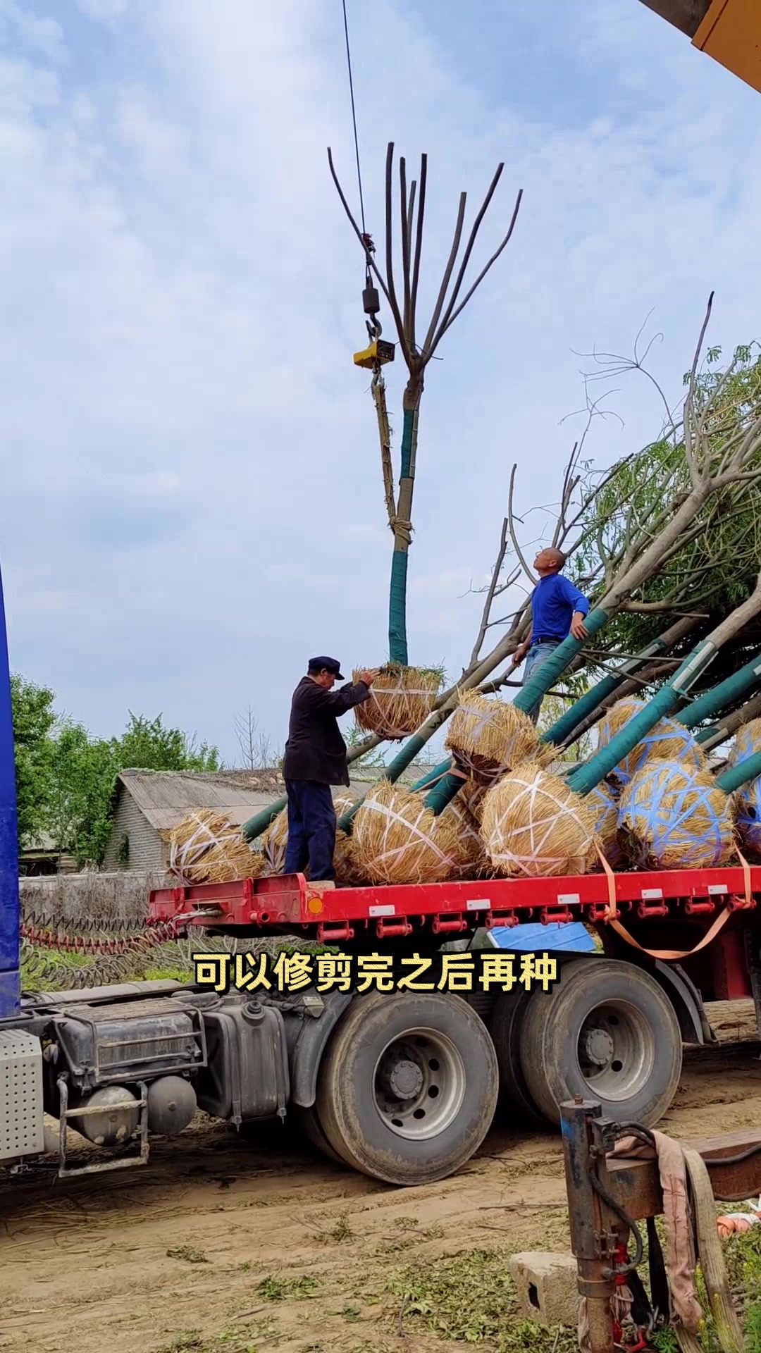 今天是银杏树、国槐、合欢 3个品种装一车。