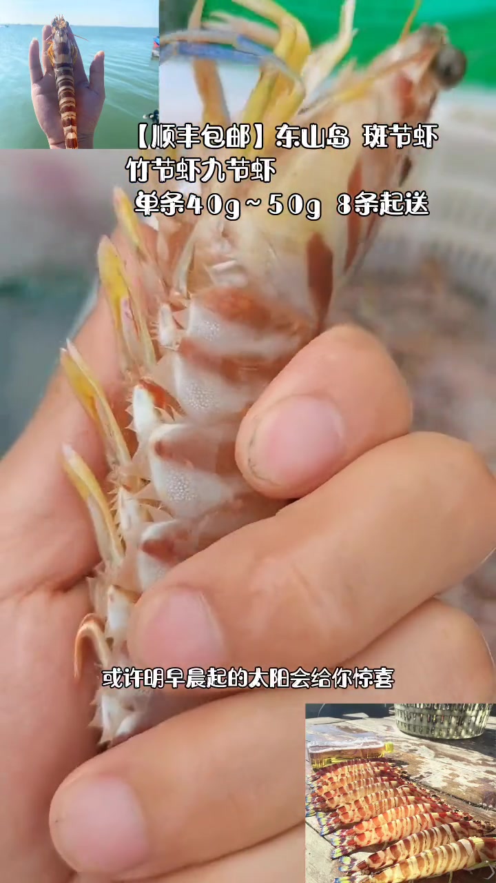 618好物节「顺丰包邮」东山岛 斑节虾竹节虾九节虾