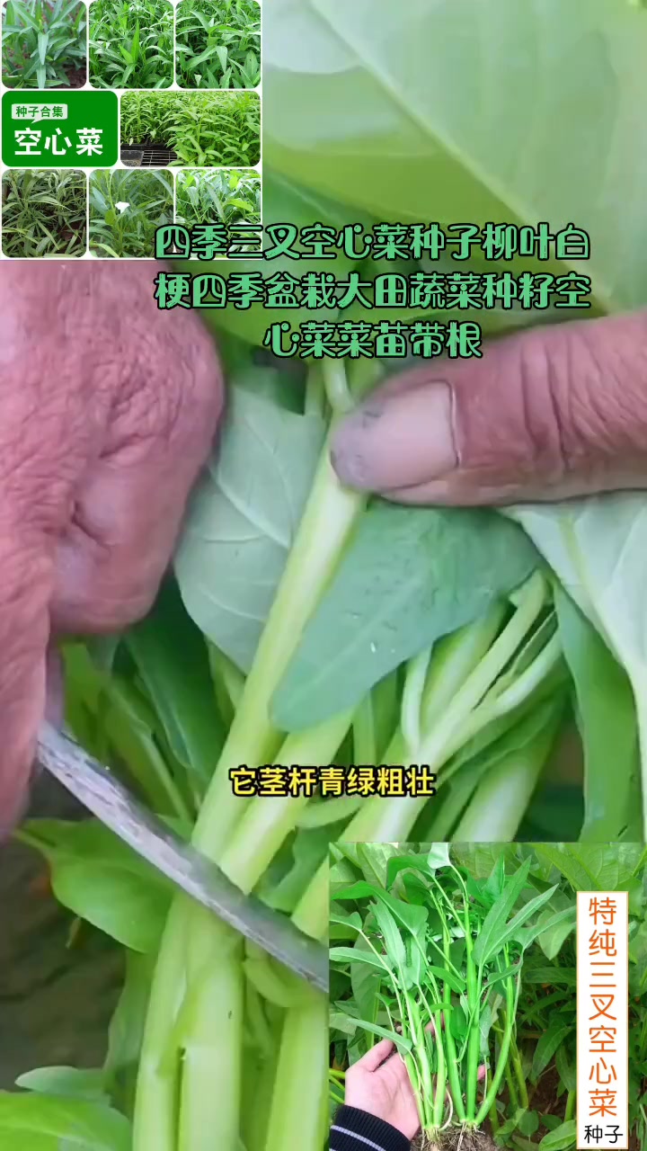 四季三叉空心菜种子柳叶白梗四季盆栽大田蔬菜种籽空心菜菜苗带根