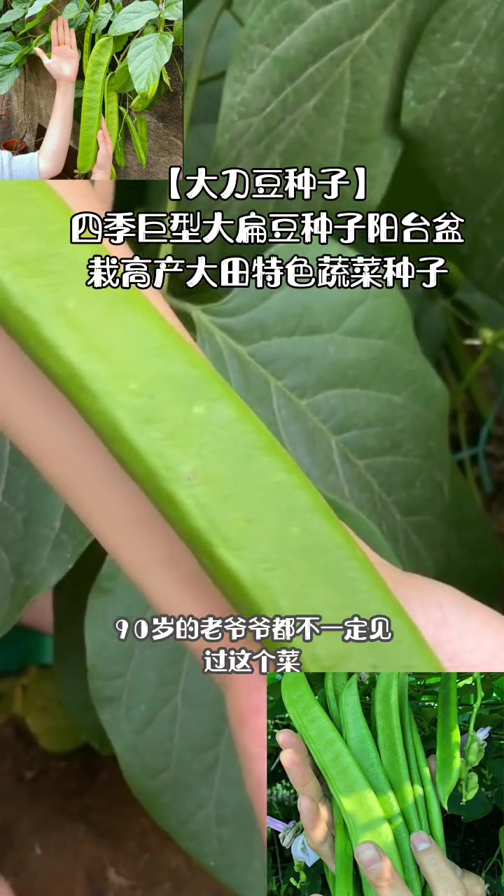 「大刀豆种子」四季巨型大扁豆种子阳台盆栽高产大田特色蔬菜种子
