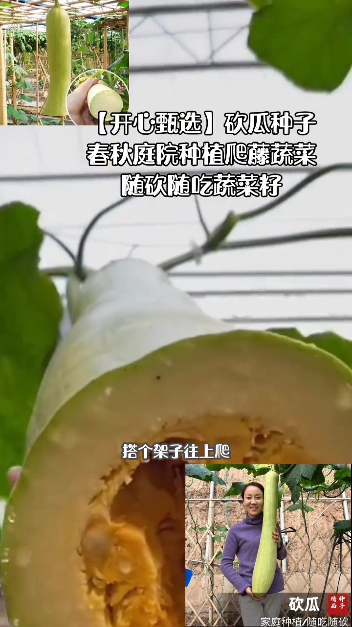 「开心甄选」砍瓜种子春秋庭院简单种植爬藤蔬菜随砍随吃蔬菜瓜籽